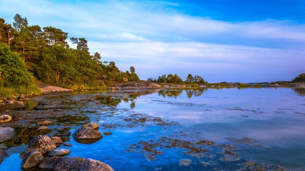 Coast Trees Stones Wallpaper
