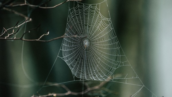 Cobweb Branches Macro Wallpaper