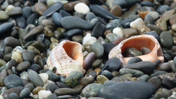 Cockleshells Sinks Coast Stone Wallpaper