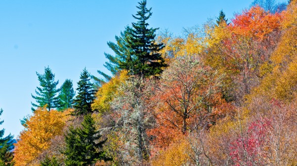 Colorful Trees Wallpaper