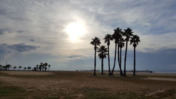 Coma Ruga Spain Beach Palm Trees Wallpaper