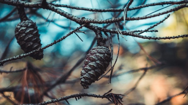 Cones Branches Needles Wallpaper