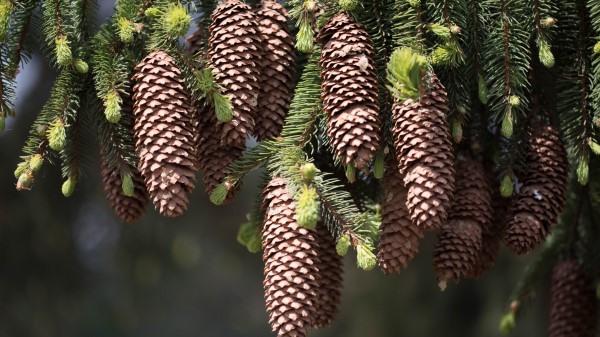 Cones Fir Pine Needles Thorns Twigs Wallpaper