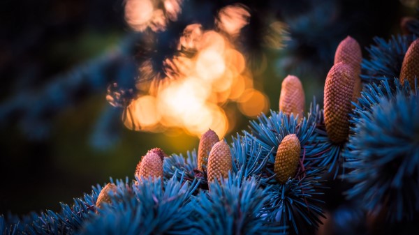 Cones Spruce Glare Wallpaper