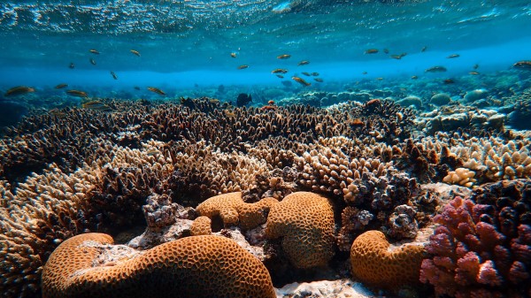 Corals Algae Underwater World Wallpaper