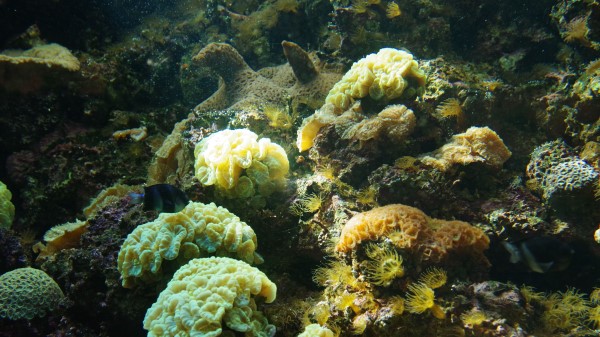 Corals Algae Water Wallpaper