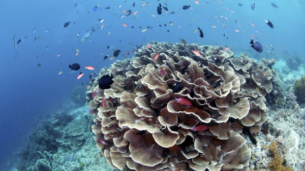 Corals Reefs Fish Wallpaper