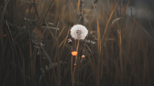 Dandelion Plant Fluff Wallpaper
