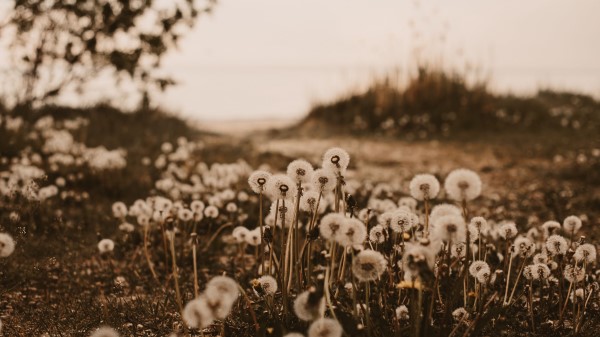 Dandelions Fluffy White Wallpaper