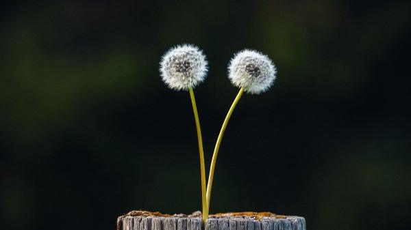 Dandelions Plant Log Wallpaper