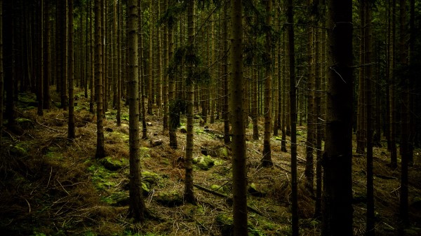 Dark Forest Trees Wallpaper