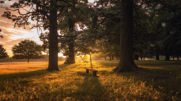 Dawn Forest Bench Trees Grass Wallpaper