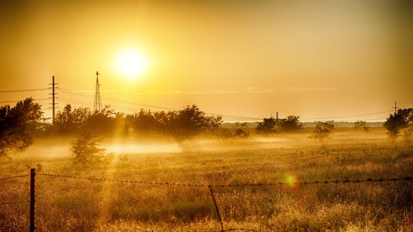 Dawn Grass In Summer Light Wallpaper