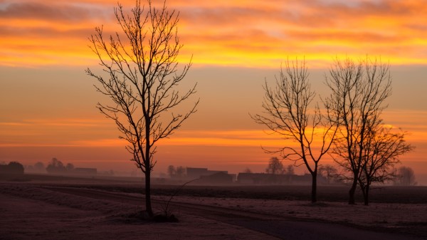 Dawn Trees Fog Wallpaper
