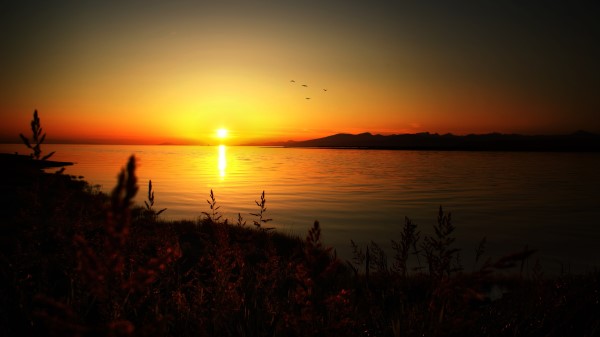 Decline Lake Birds Coast Grass Wallpaper