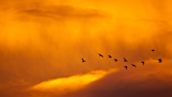 Decline Orange Birds Weeds Wallpaper