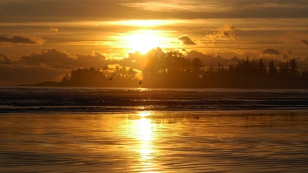 Decline Sea Evening Birds Trees Wallpaper