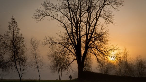 Decline Sun Trees Sky Gray Person Wallpaper