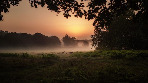 Deer Fog Sunset Wallpaper