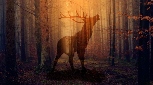 Deer Forest Fog Wallpaper