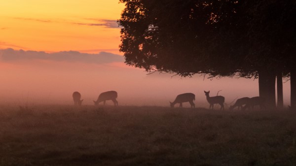 Deer Tree Fog Wallpaper
