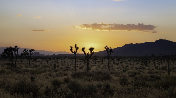 Desert Cacti Mountains Wallpaper