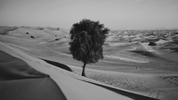 Desert Tree Dunes Wallpaper
