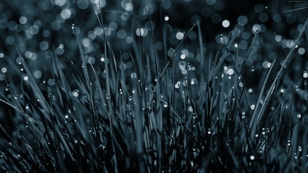Dew Drops On Grass Pic Wallpaper