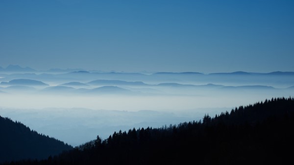 Distance Fog Forest Wallpaper