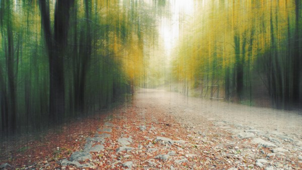 Dreamy Path Wallpaper