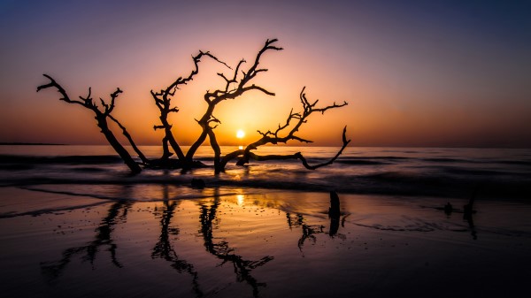 Driftwood Beach Image Wallpaper