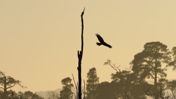 Driftwood Bird Flight Wallpaper