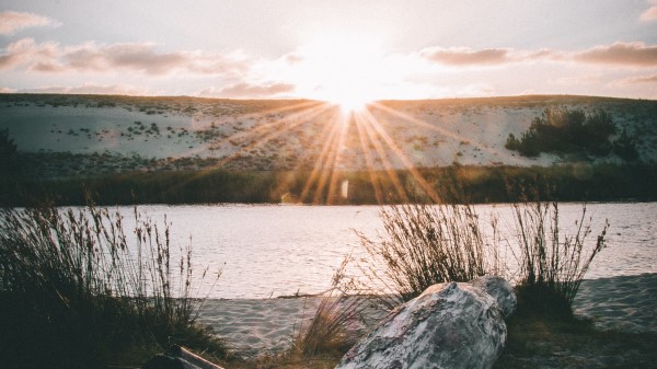Driftwood Sun Rays Wallpaper