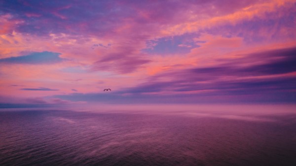Dusk Sea Bird Wallpaper