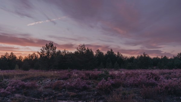 Dusk Trees Bushes Wallpaper