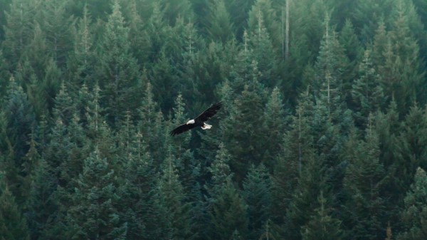 Eagle Flight Forest Wallpaper