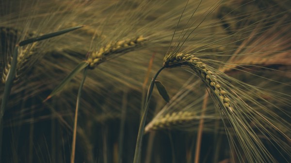 Ear Field Grass Wallpaper