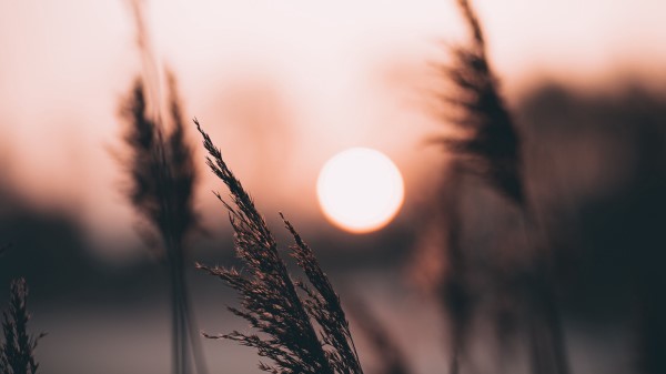 Ear Sun Sunset Wallpaper