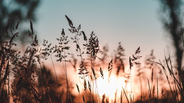 Ear Sunset Grass Wallpaper