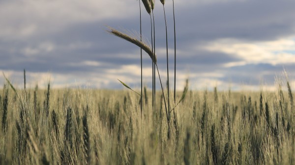 Ears Field Grass Wallpaper