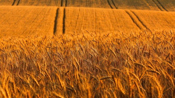Ears Field Road Wallpaper