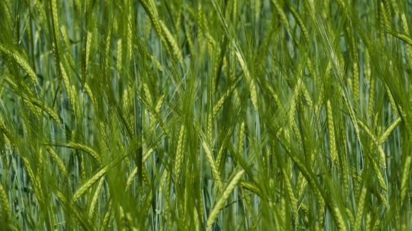 Ears Grass Field Image Wallpaper