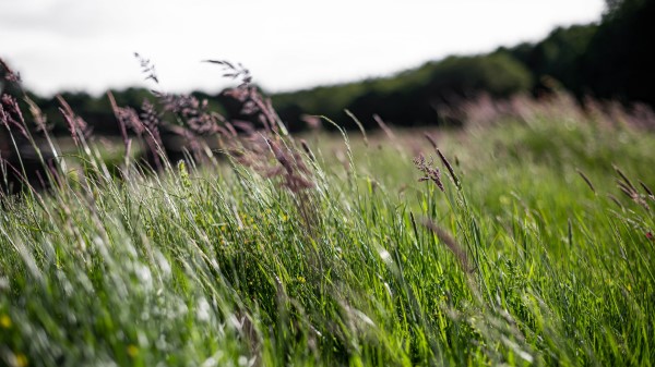 Ears Grass Field Wallpaper