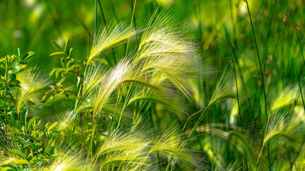 Ears Grass Green Wallpaper