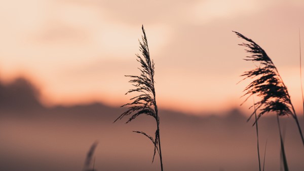 Ears Grass Macro Image Wallpaper