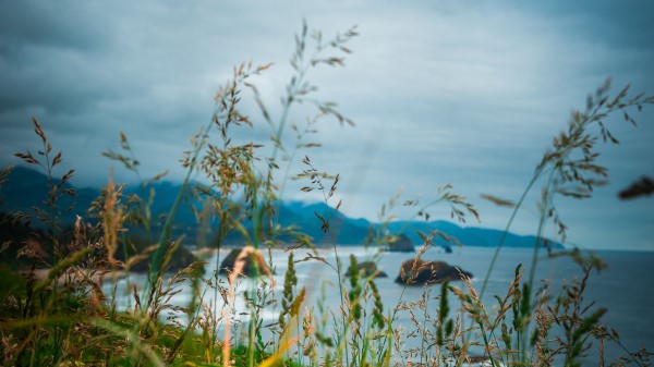 Ears Grass Mountains Wallpaper