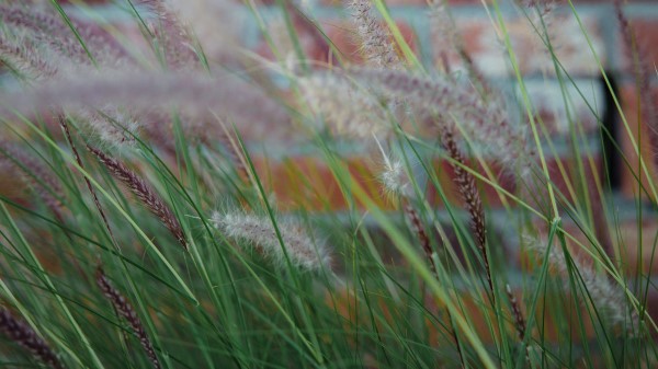 Ears Grass Wind Wallpaper