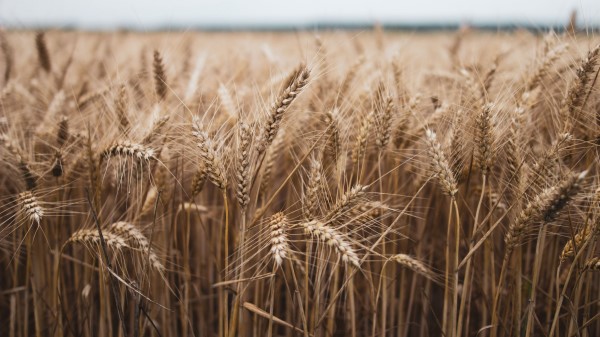 Ears Grasses Field Wallpaper