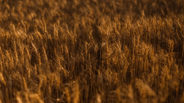 Ears Of Corn Field Grass Wallpaper