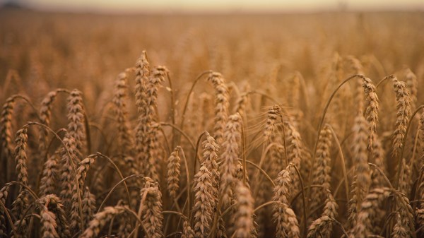 Ears Of Corn Field Ripe Wallpaper